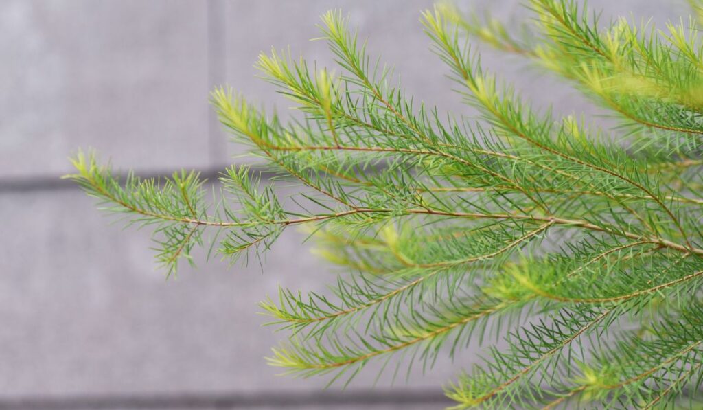 大きく成長した庭木